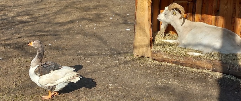 Nutztiere auf dem Gutshof Britz