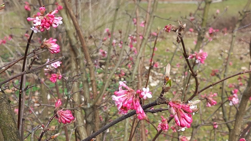Frühling für Mädchen (in Rosa)